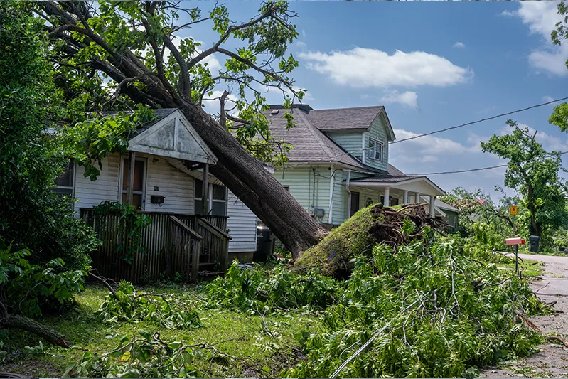 Uprooted tree caused by storm damage in Oklahoma